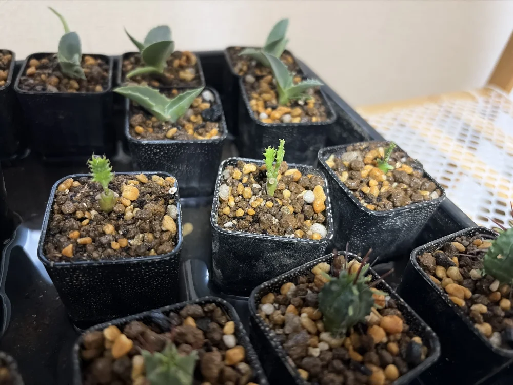 Euphorbia stellata (ユーフォルビア ステラータ 飛竜)