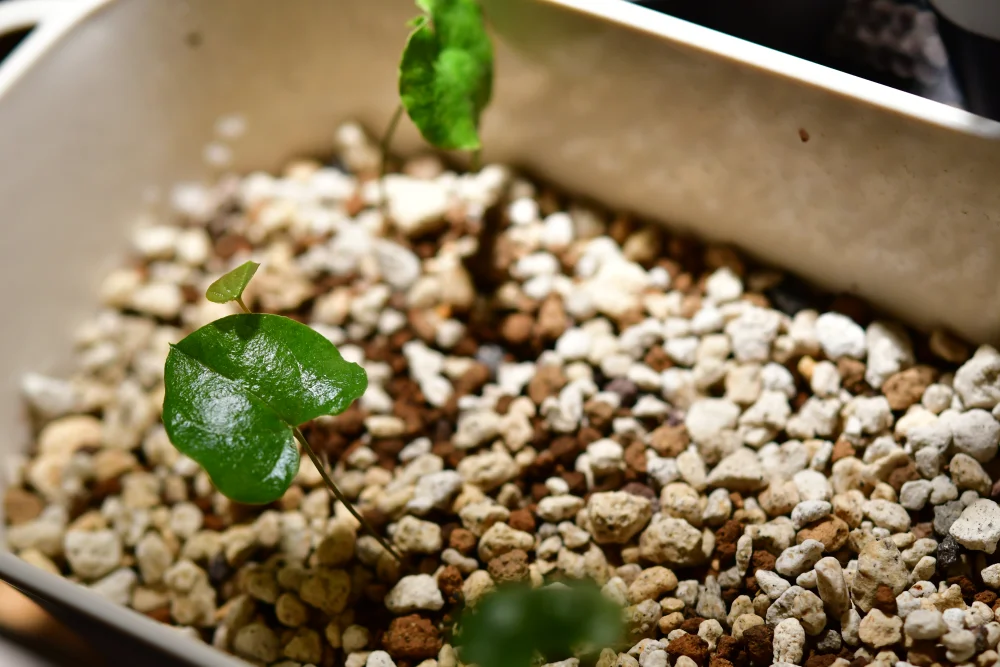 Dioscorea elephantipes (ディオスコレア エレファンティペス)