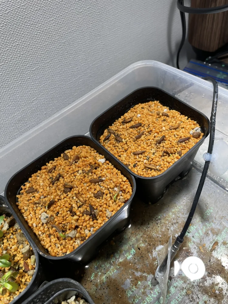 Pachypodium ambongense (パキポディウム アンボンゲンセ)