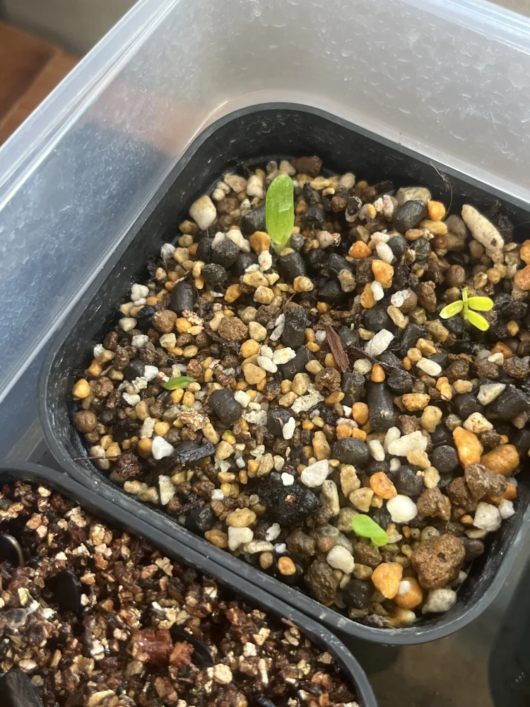 Aloe vanbalenii (アロエ バンバレニー)