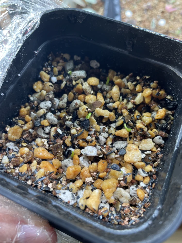 Agave utahensis var. eborispina (アガベ エボリスピナ ヘイフォード)