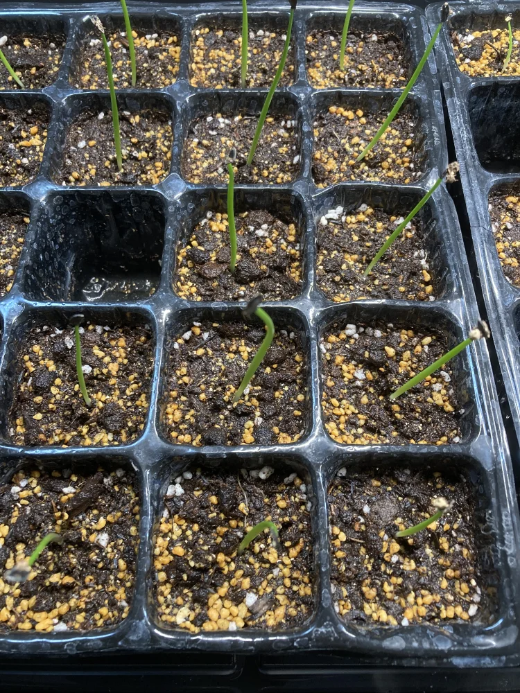 Agave parryi var. huachusensis (アガベ フアチュセンシス)