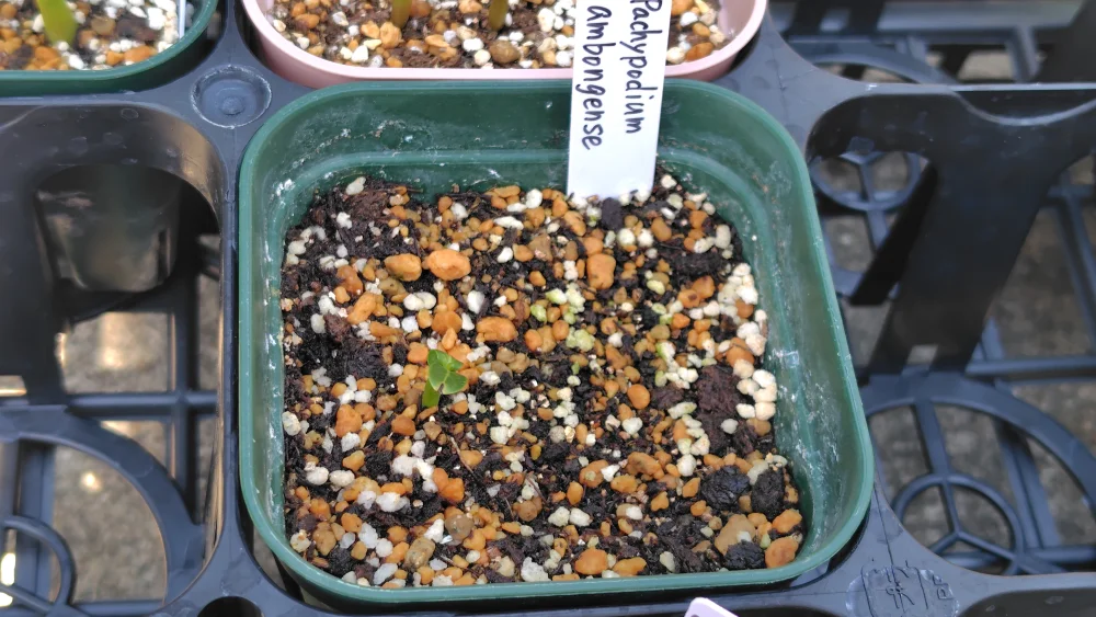 Pachypodium ambongense (パキポディウム アンボンゲンセ)