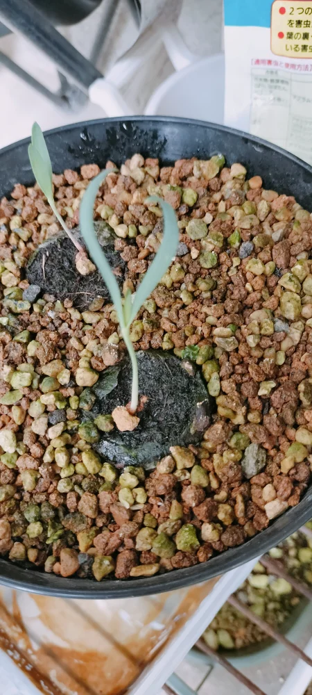 発芽報告/Welwitschia mirabilis (ウェルウィッチア ミラビリス 奇想