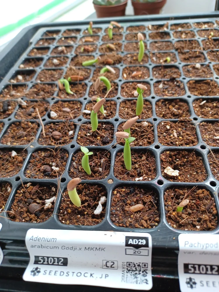 x MKMK Adenium arabicum Godji x MKMK (アデニウム ゴッジ)