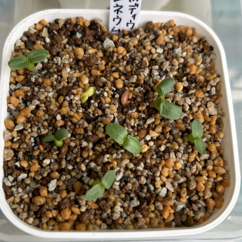 Pachypodium rosulatum var. eburneum (パキポディウム エブレネウム)