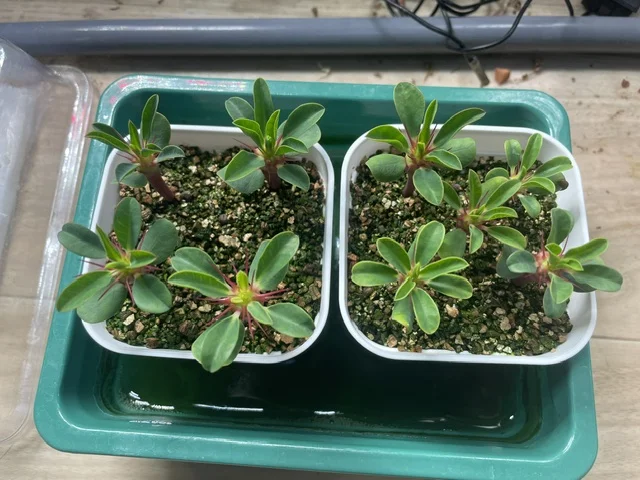 Euphorbia guillauminiana (ユーフォルビア ギラウミニアナ)