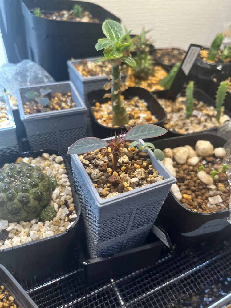 Euphorbia neohumbertii (ユーフォルビア ネオフンベルティ)