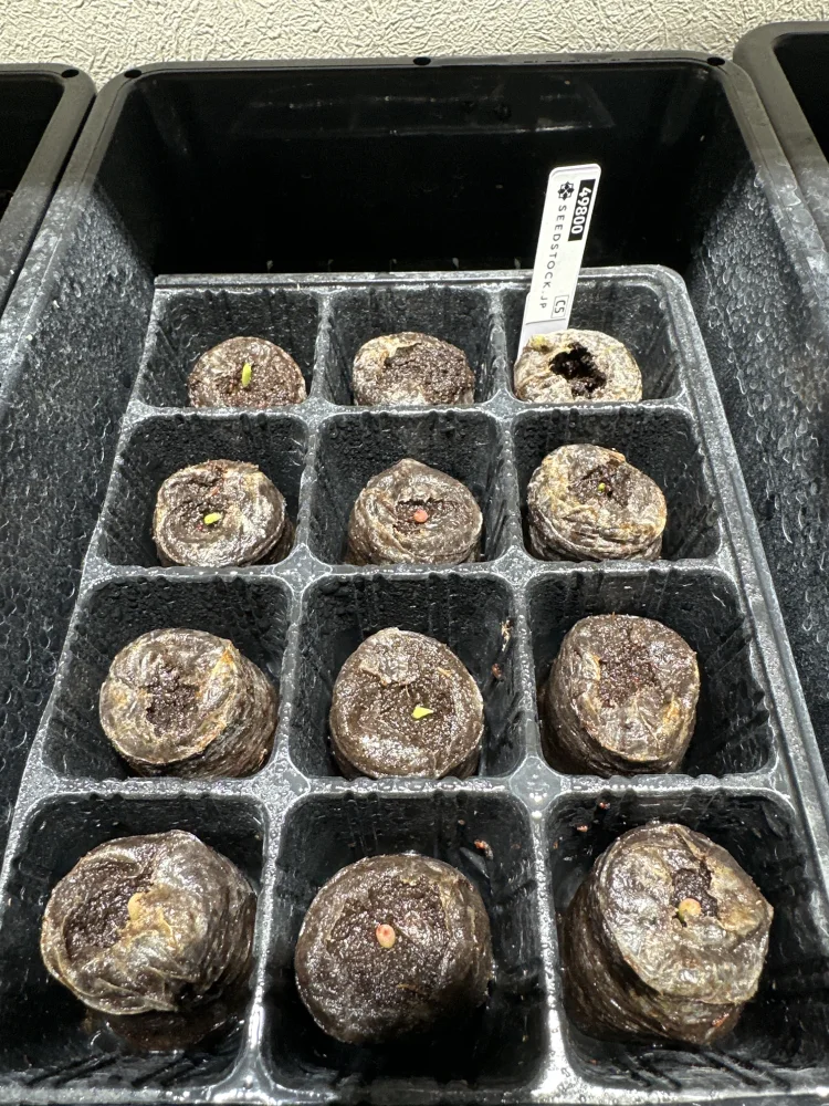播種から約10日で発芽