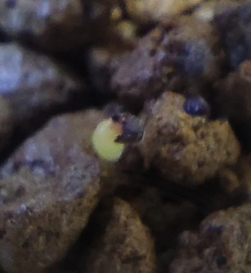 Pelecyphora aselliformis (ペレキフォラ セリフォリミス 精巧丸)