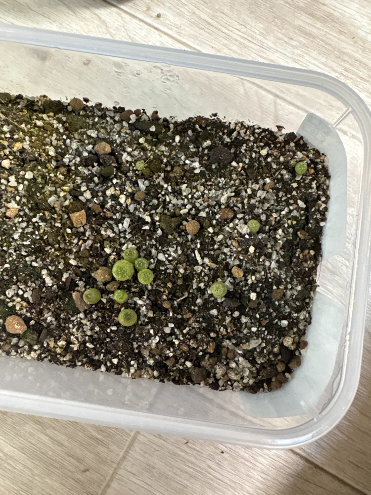 Lophophora diffusa (ロフォフォラ 翠冠玉)