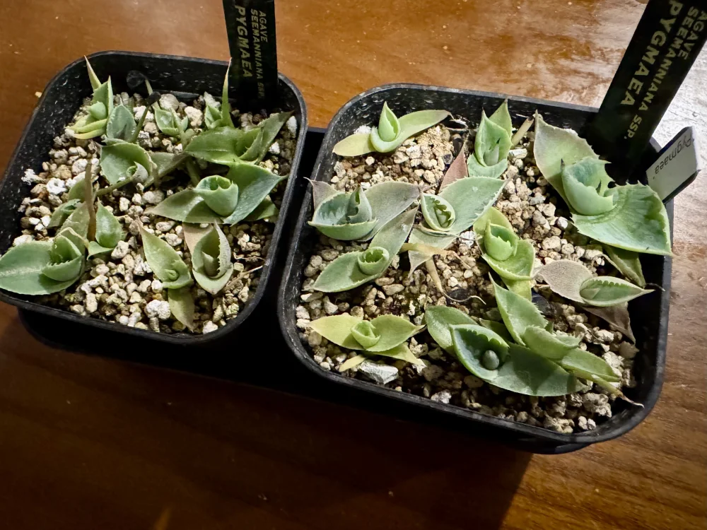 Agave seemanniana Pygmaea (アガベ ピグマエア)