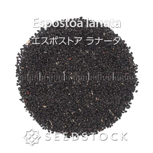 Espostoa lanata (エスポストア ラナータ)