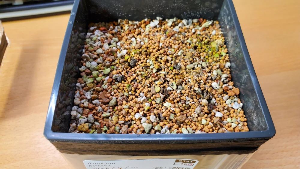 Aztekium hintonii (アズテキウム ヒントニー)