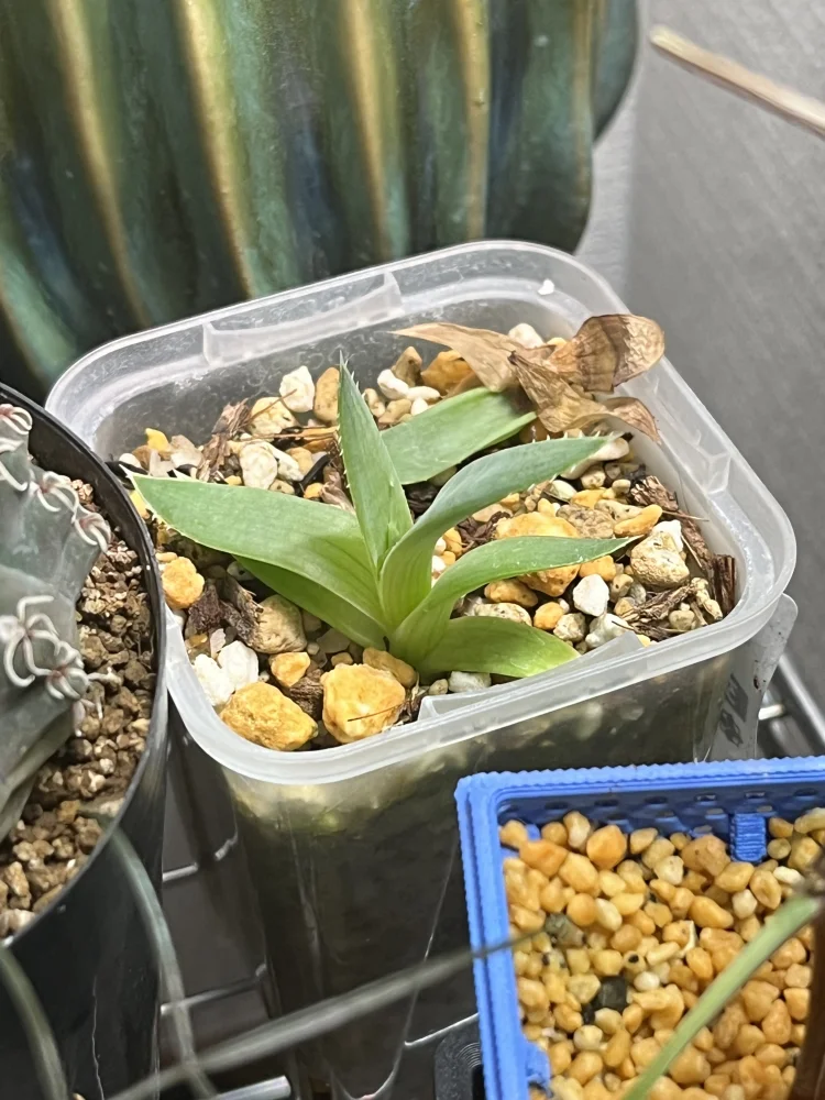 種子] アロエ ポリフィラ Aloe polyphylla | 多肉植物 アロエ 渦巻き