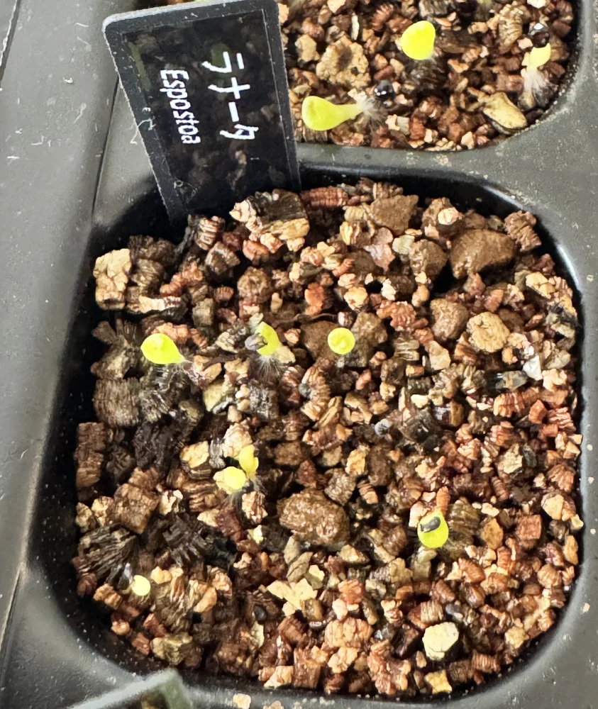 Espostoa lanata (エスポストア ラナータ)