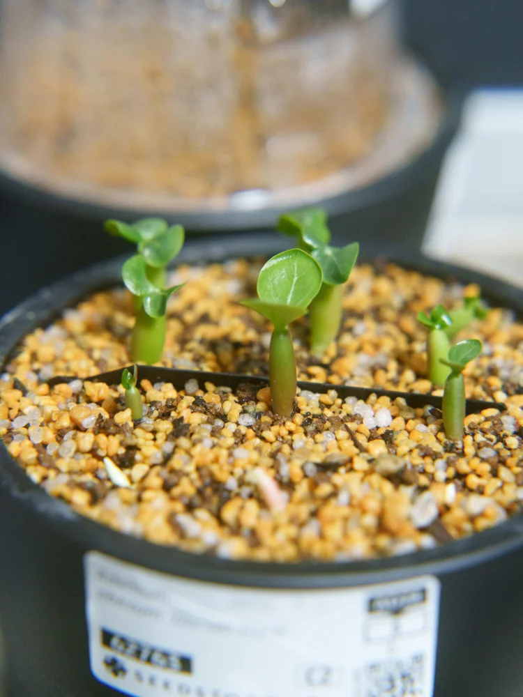DHA Adenium thai socotranum DHA (アデニウム)