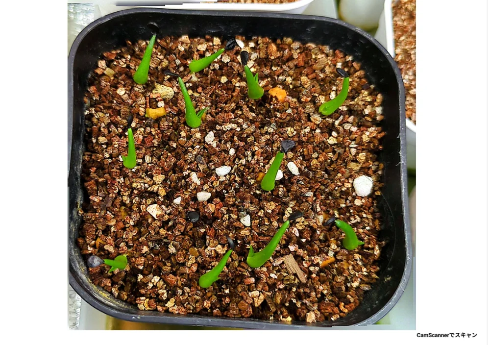 Agave utahensis var. eborispina (アガベ エボリスピナ ヴェガス 2023)