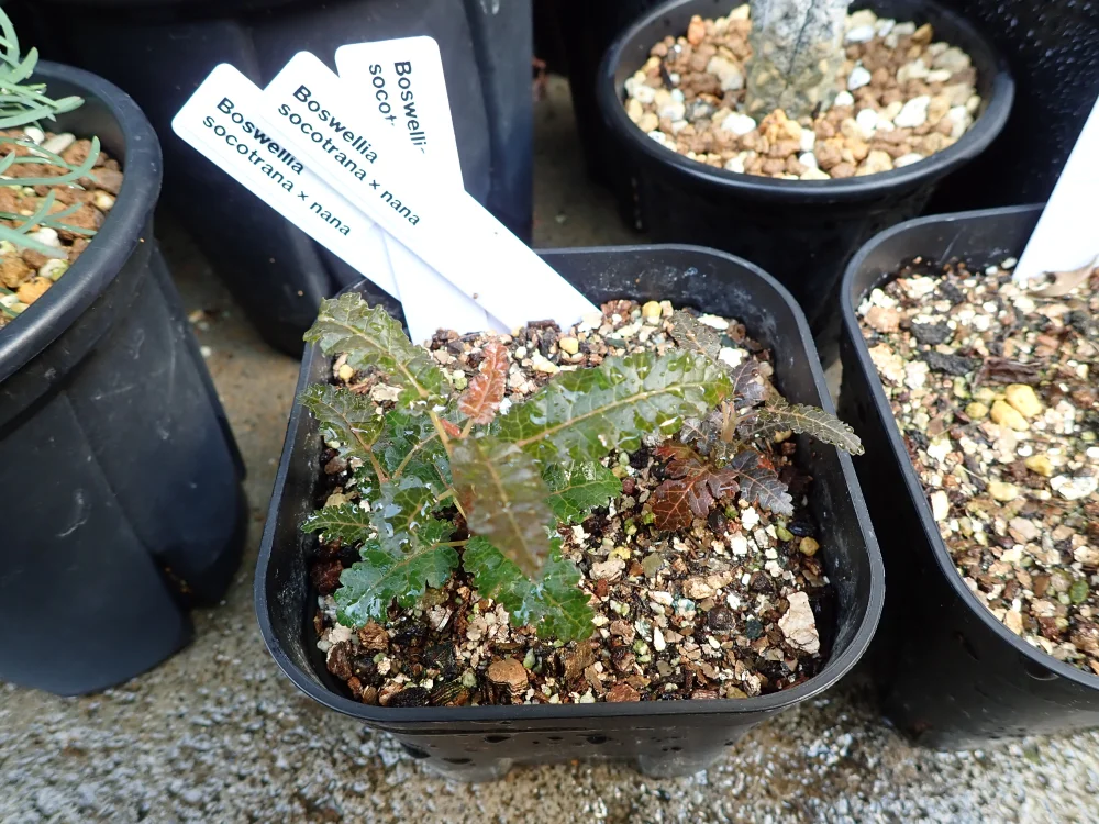 Boswellia soconana (ボスウェリア ソコナナ)
