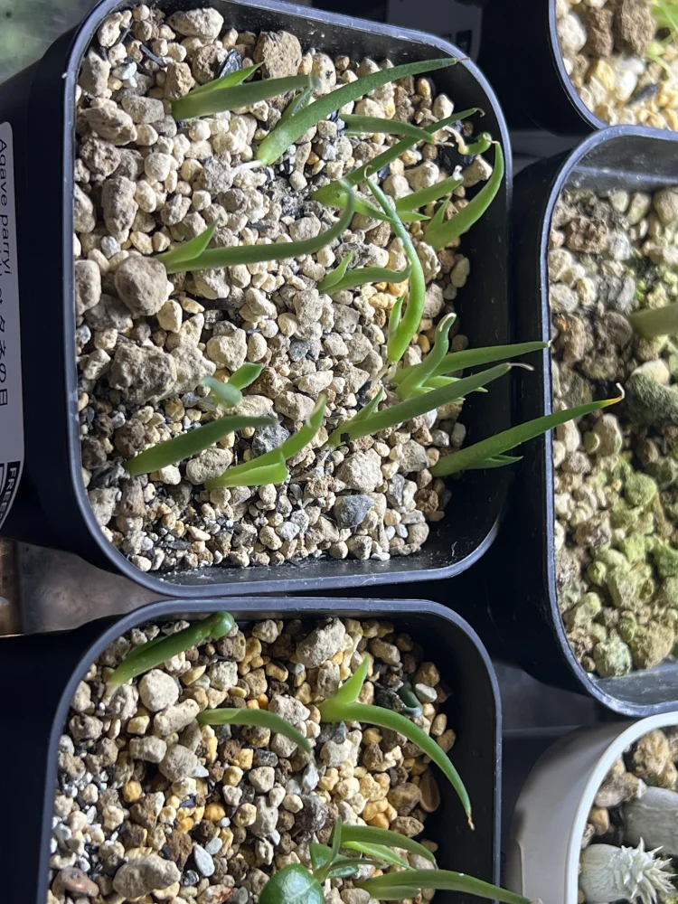 [タネの日プレゼント] アガベ パリー Agave parryi ssp. parryi