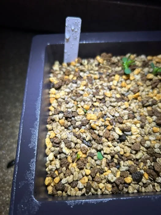3粒発芽したものの...