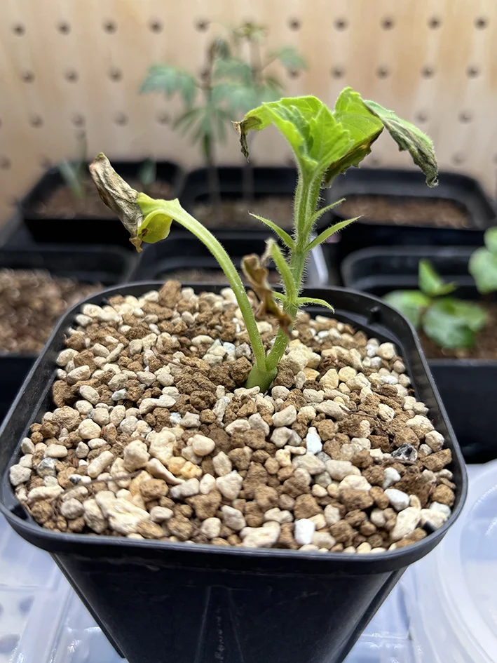Cyphostemma woodii (キフォステンマ ウッディ)