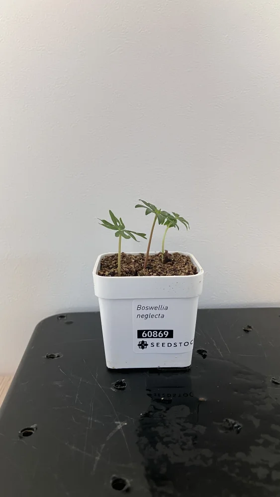 Boswellia neglecta (ボスウェリア ネグレクタ)