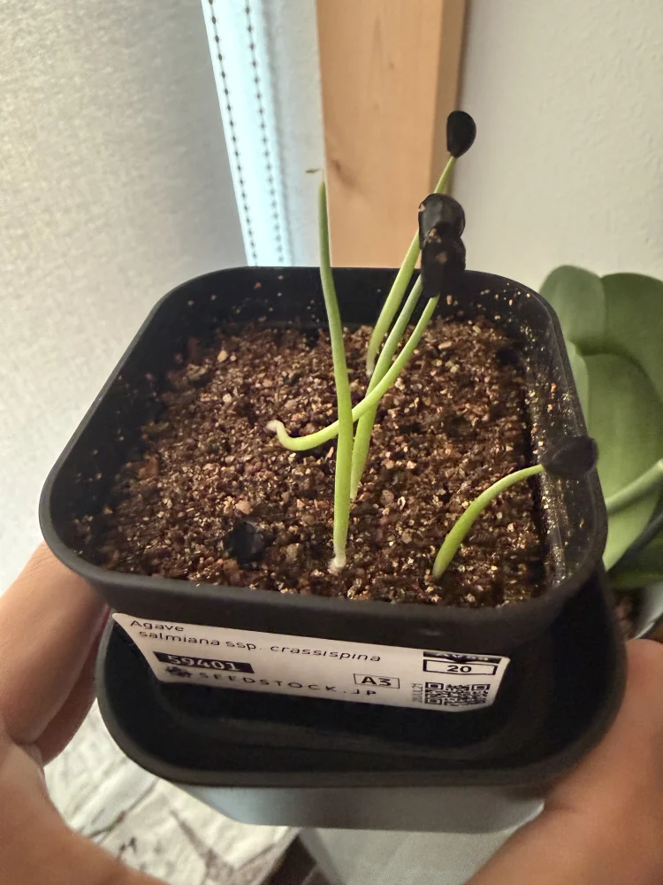 Agave salmiana ssp. crassispina (アガベ サルミアナ クラシスピナ)