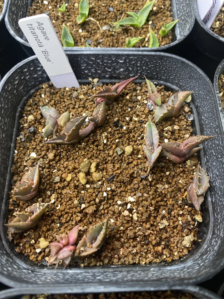 Agave titanota Blue Lot. (アガベ チタノタブルー)