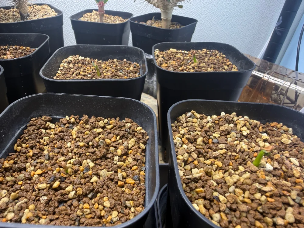 Pachypodium windsorii (パキポディウム ウィンゾリー)