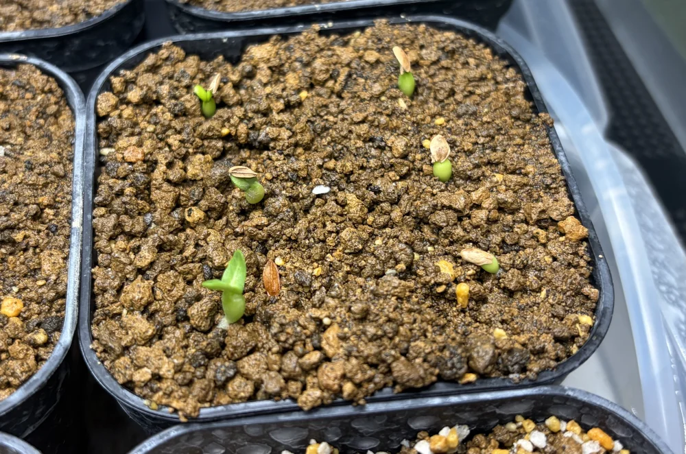 Pachypodium rosulatum var. inopinatum (パキポディウム イノピナツム)