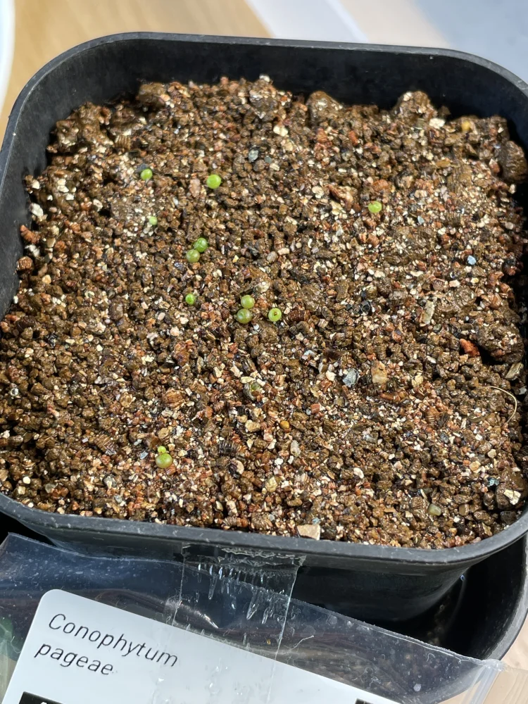 Conophytum pageae (コノフィツム パゲアエ)