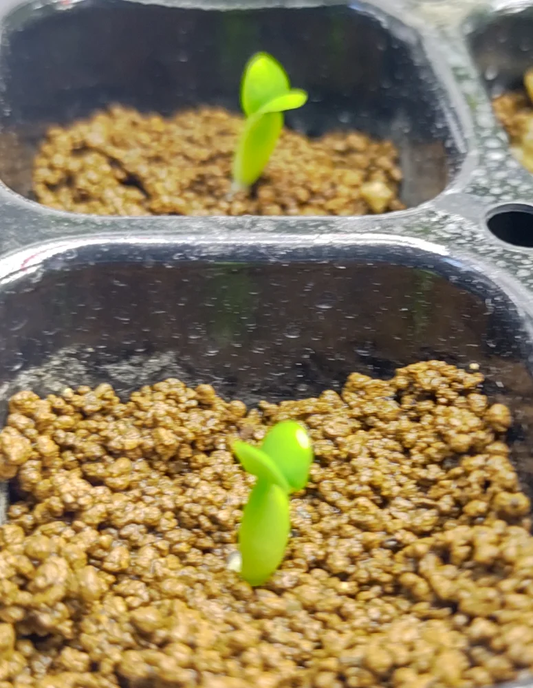 Pachypodium succulentum (パキポディウム サキュレンタム)