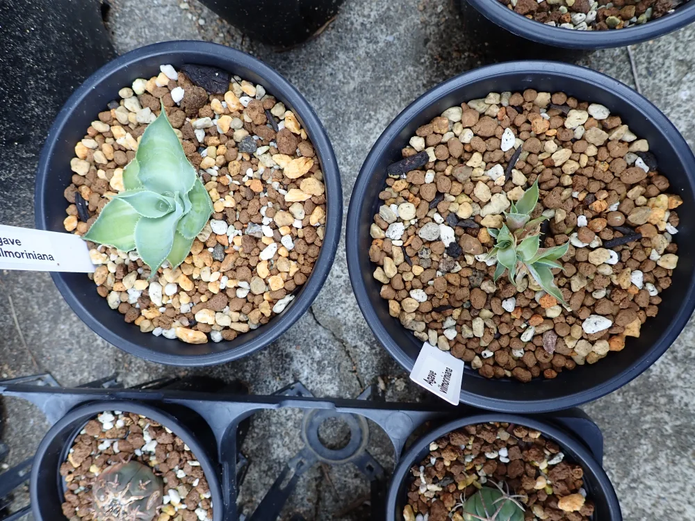 Agave vilmoriniana (アガベ ビルモリニアナ)