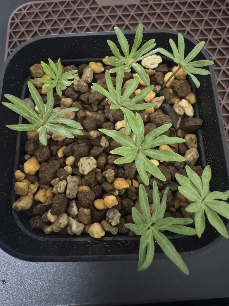 Boswellia neglecta (ボスウェリア ネグレクタ)