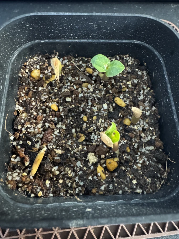 Adenium dhofarense (アデニウム ドファレンセ)
