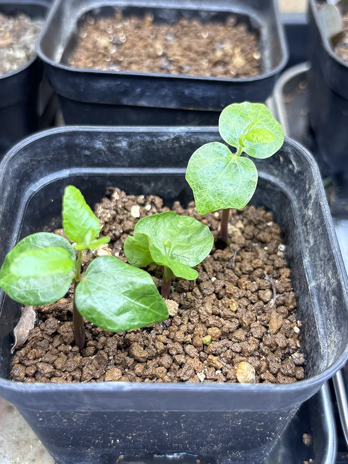 Commiphora monstruosa (コミフォラ モンストローサ)