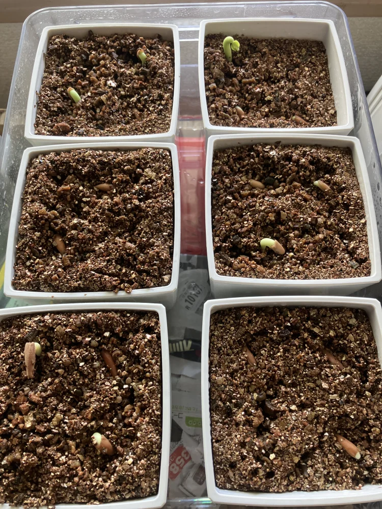 YLB Adenium arabicum Yak Lop Buri (アデニウム アラビカム)