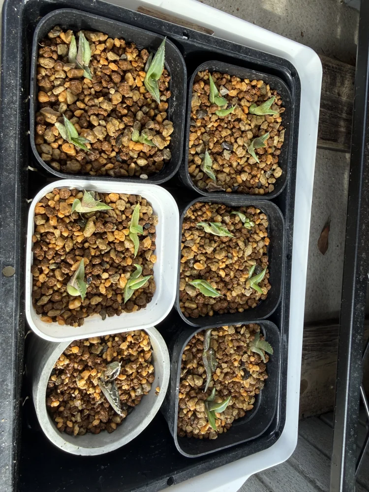 Agave titanota Blue Lot. (アガベ チタノタブルー)