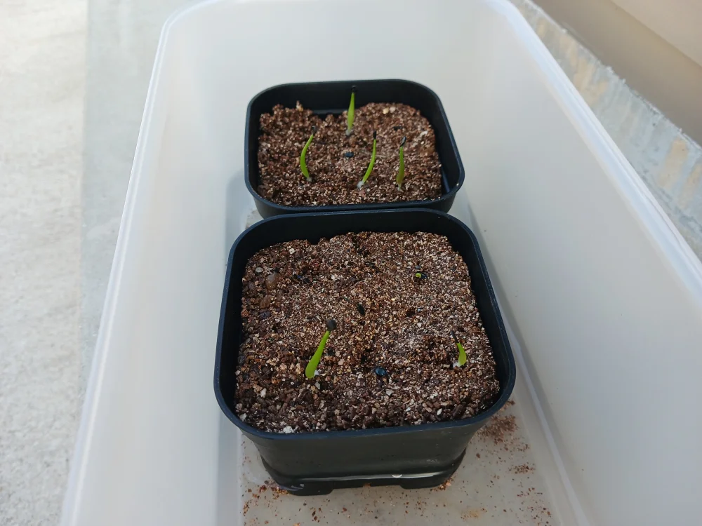 Agave titanota ([無料種子] [ジェルシード] アガベ チタノタブルー)