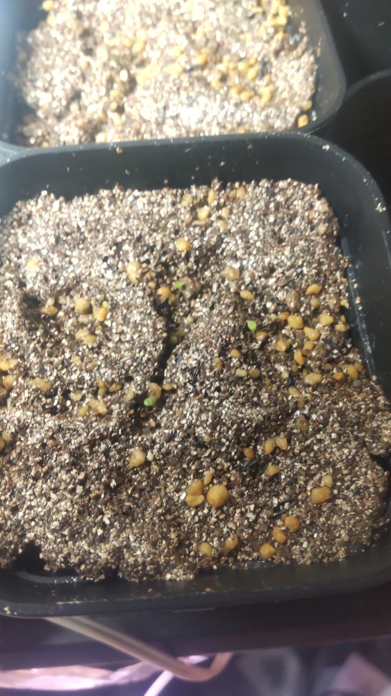 Lithops Mix Seeds (リトープス ミックス)