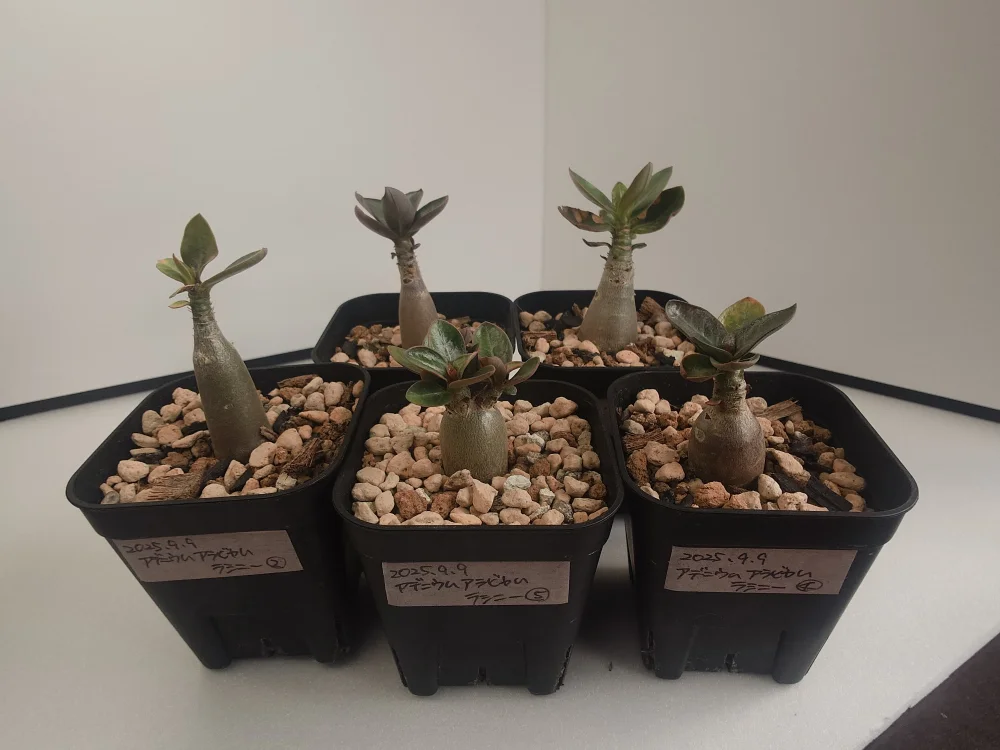 Adenium arabicum rachine (アデニウム アラビカム ラシニー)