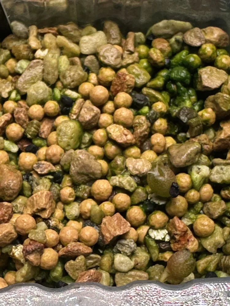 Ariocarpus fissuratus var. hintonii (アリオカルプス ヒントニー 亀甲牡丹)
