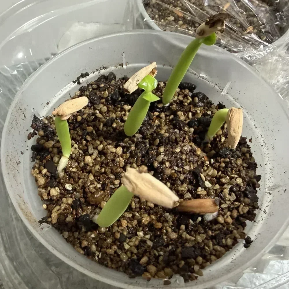 Adenium arabicum black giant (アデニウム アラビカム ブラックジャイアント)