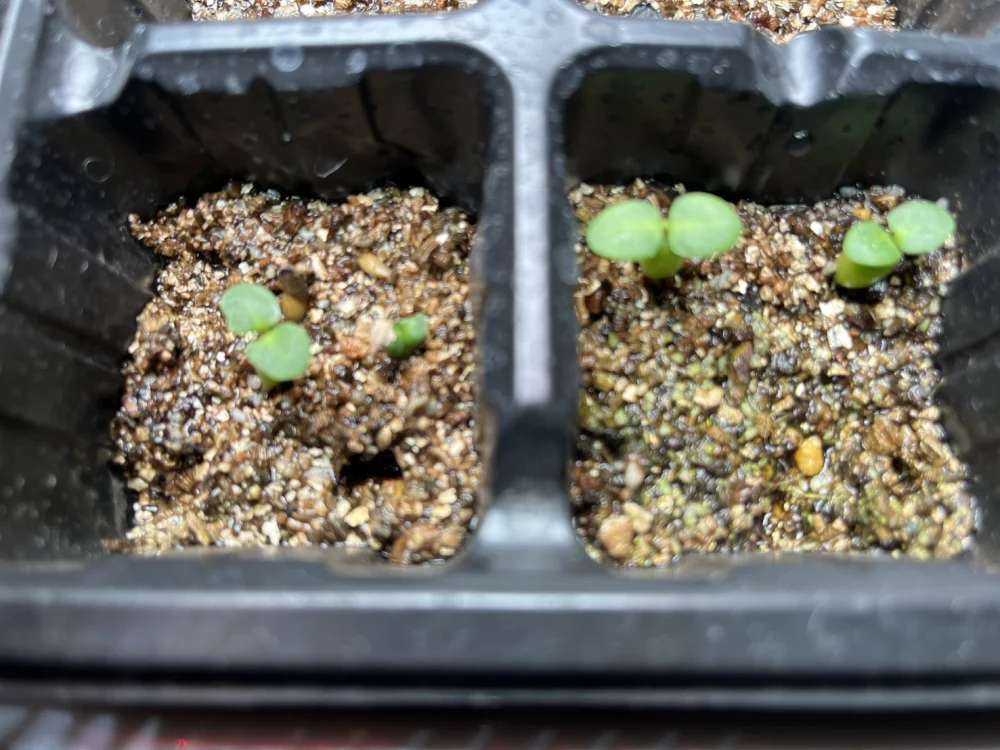Pachypodium succulentum (パキポディウム サキュレンタム)