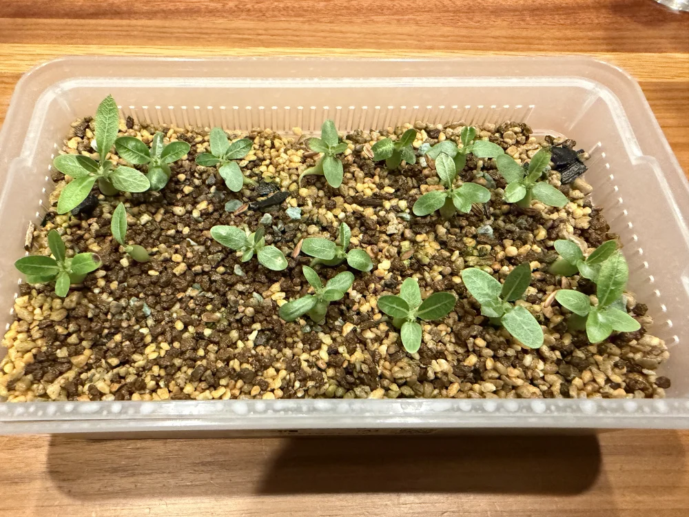 Pachypodium rosulatum ssp. makayense (パキポディウム マカイエンセ)