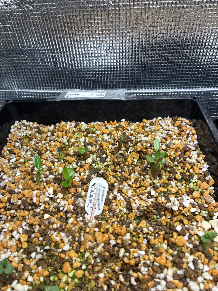 アデニウム オベスム Adenium obesum｜砂漠のバラ 初心者向け 発芽しやすい