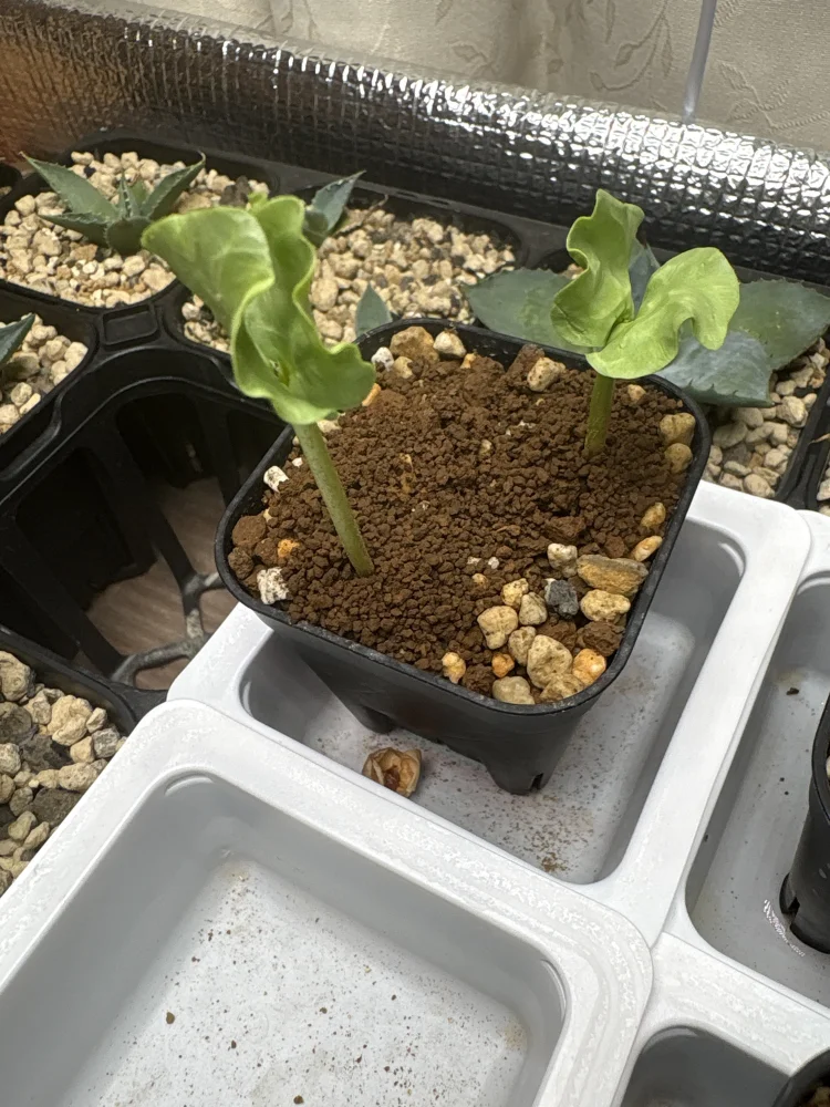 Commiphora kraeuseliana (コミフォラ クラウセリアナ)