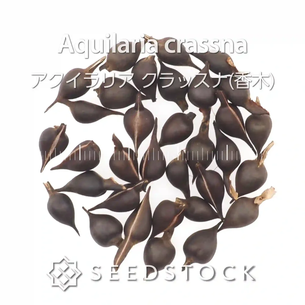 Aquilaria crassna ([無料種子] アクイラリア クラッスナ)