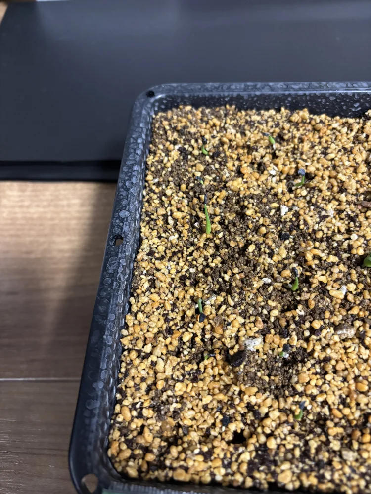 Agave utahensis var. eborispina (アガベ エボリスピナ ヴェガス 2023)